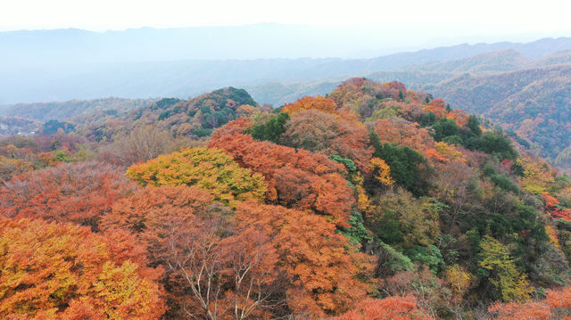 初次見旺蒼，是鹽井河峽谷的紅葉季秋日童話