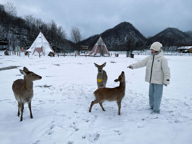 南方人冬天的正確打開方式神農架看雪攻略