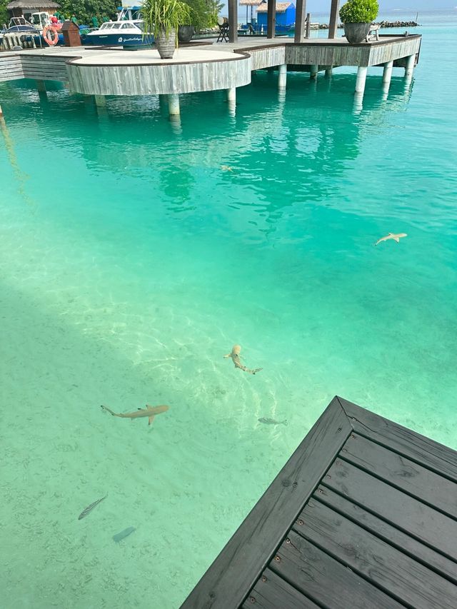 馬爾代夫小眾島卡戴帕茹體驗