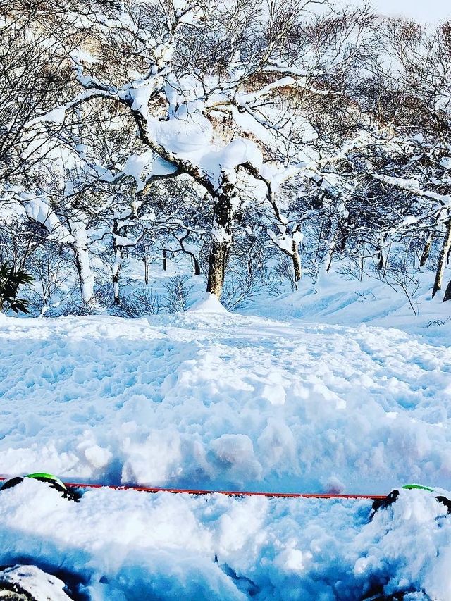 粉雪天堂比羅夫滑雪場