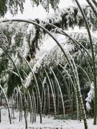 江蘇無錫宜興竹海—歲末聽雪落，浮世有清歡