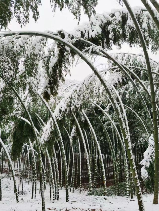 江蘇無錫宜興竹海—歲末聽雪落，浮世有清歡
