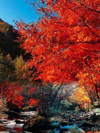 本溪頂級秋色｜看漫山紅遍、聽葉落清泉