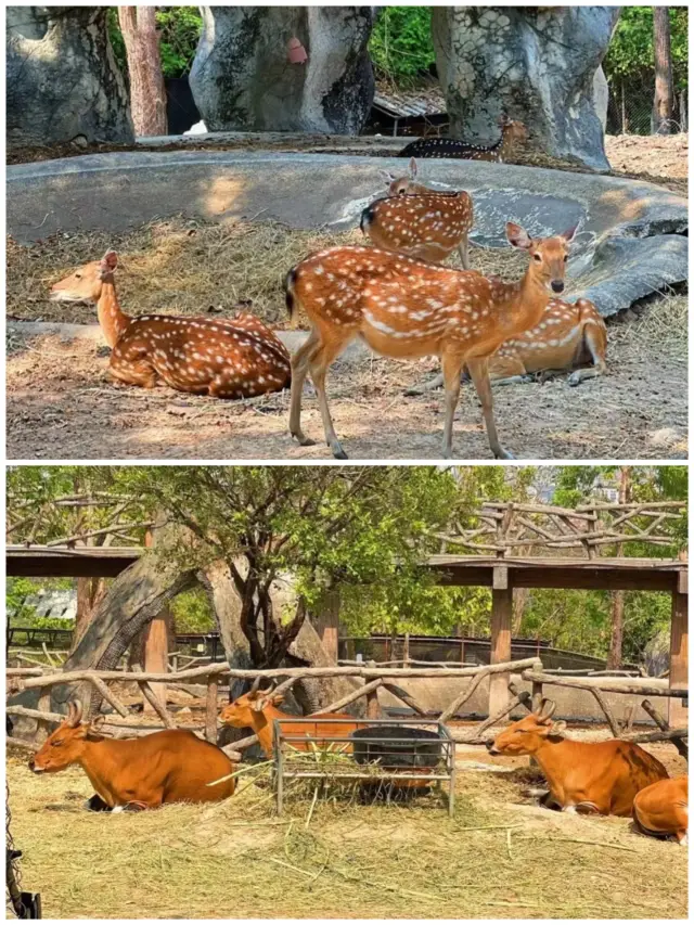 치앙마이 동물원