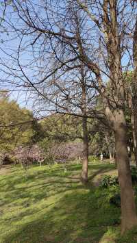 春天的共青森林公園，到哪裡都是風景，71