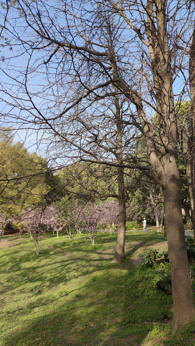 春天的共青森林公園，到哪裡都是風景，71