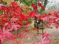 長瀞的紅葉小公園