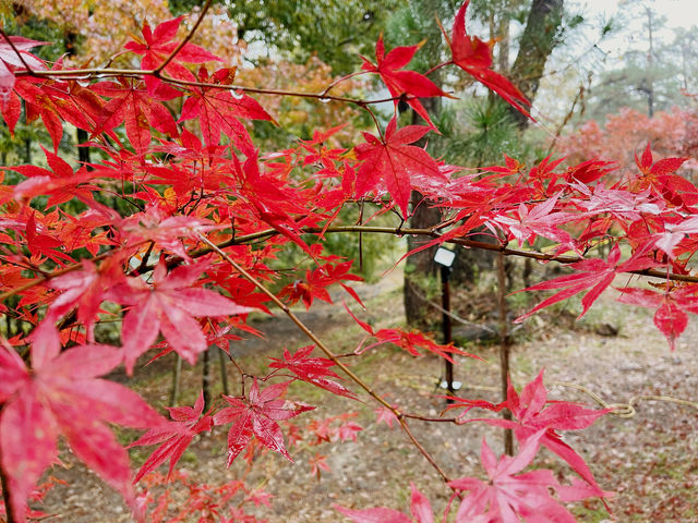 長瀞的紅葉小公園