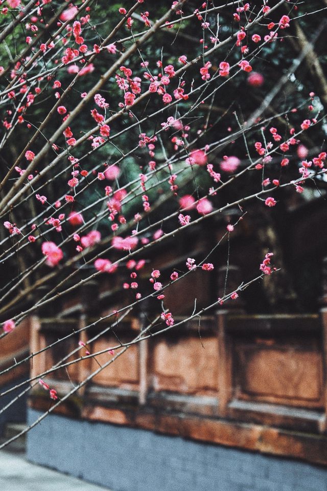 成都周邊|罨畫池 遊園賞梅好時節，超愛的川西中式園林開園啦