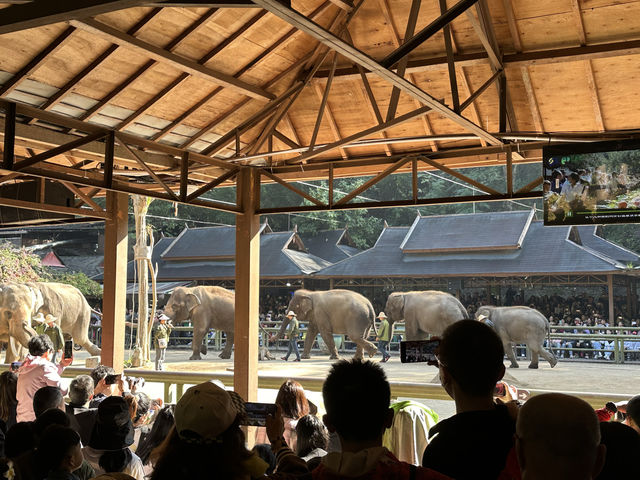 西雙版納-野象谷-中科植物園