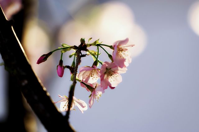 立春在北京玉渊潭賞櫻:春櫻賀歲，次第花開