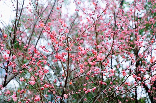 “梅”景如畫--悅來會展公園