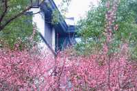 “梅”景如畫--悅來會展公園