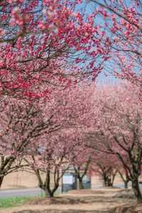 上海賞花這個公園簡直是花的海洋