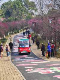 5萬株梅花樹都開啦！在杭州！升級後的超山大變樣
