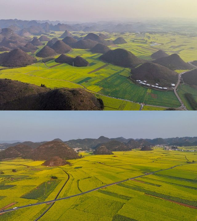 雲南羅平油菜花最新攻略