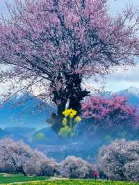 前往雪山下的桃花盛宴吧！ | 林芝桃花