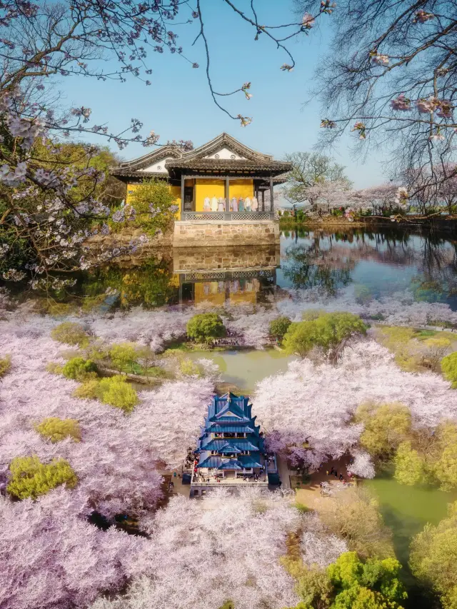 This is not Japan! It's the romantic cherry blossom rain at Turtle Head Isle in Wuxi, China