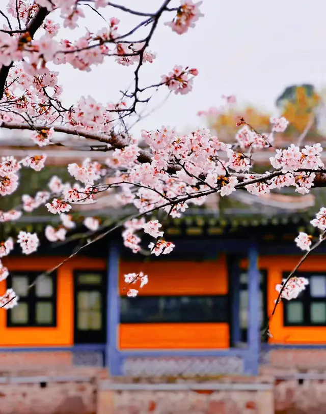 Visit the Turtle Head Isle in Wuxi for a spring outing, a paradise for cherry blossom appreciation