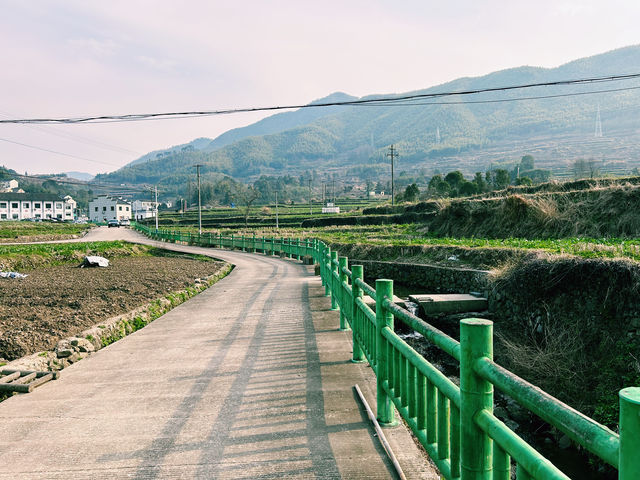 深山裡的賞花勝地｜西畈村