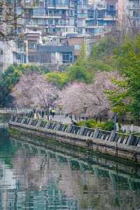 地鐵直達東湖公園的紫葉李真的都開好了！