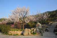 泰安環山路梅園，春日賞花好去處