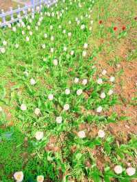 中山植物園｜南京莫內花園