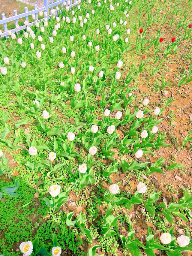 中山植物園｜南京莫內花園