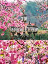 廣州古風櫻花打卡地，寶墨園櫻花正盛時