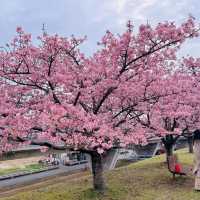 打卡日本東睿山櫻花啦