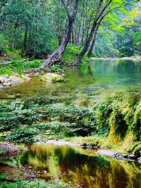 유모 수준의 가이드: 장가계 국가 삼림 공원의 독특한 자연 경관을 감상할 수 있도록 안내합니다.