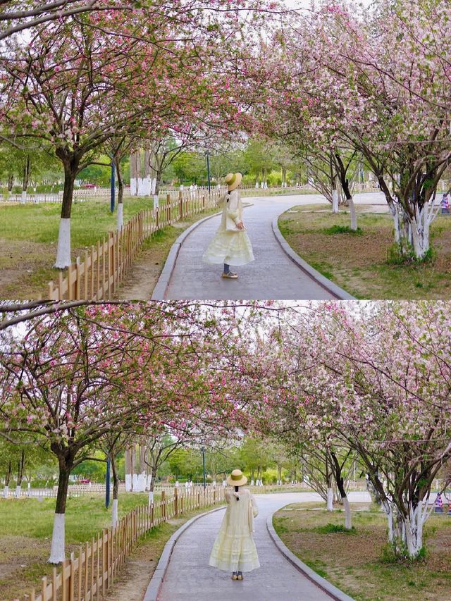 成都地鐵直達，海棠花已經開滿園了