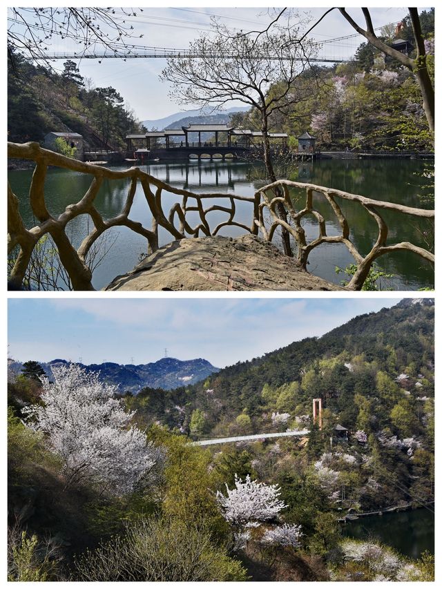 武漢周邊賞櫻地，黃陂清涼寨原生態野櫻，山水之間感受春意盎然