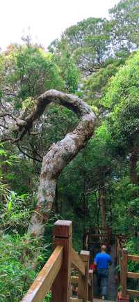 海南熱帶雨林國家公園，春日旅遊探索自然的絕去處