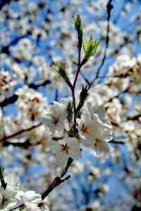 世紀公園賞櫻花