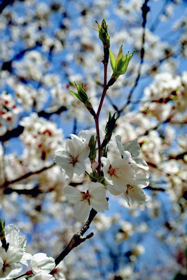 世紀公園賞櫻花