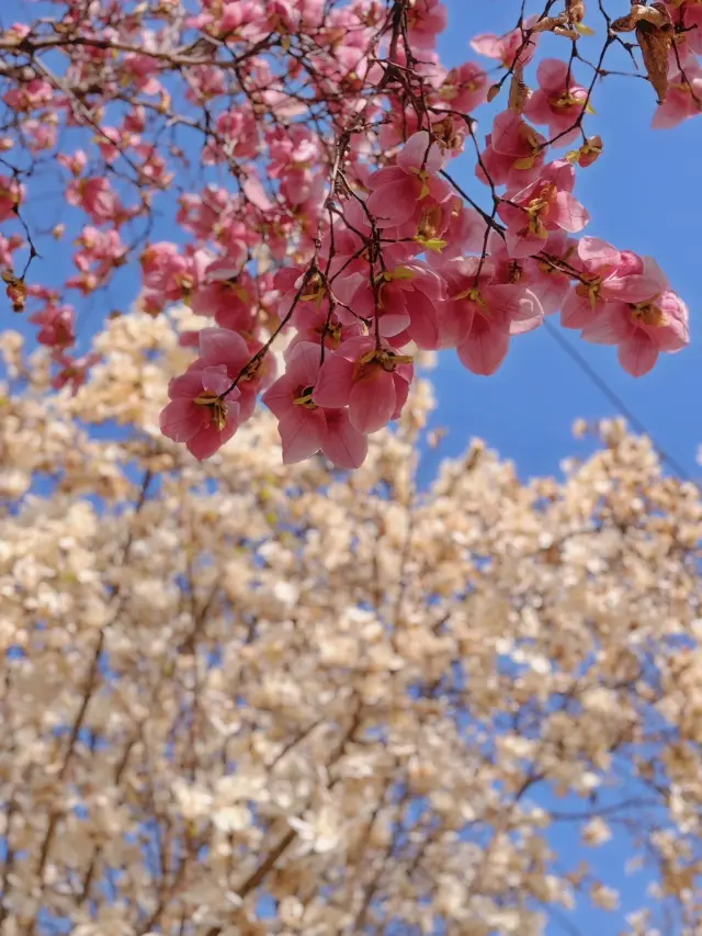 Hurry up to take pictures of the magnolia flowers in Qingdao, they are about to wither