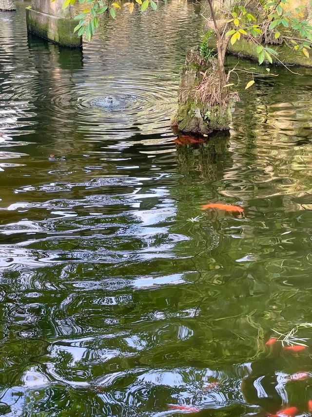 鵝嶺公園丨藏在重慶渝中區的小江南