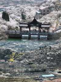 青島的櫻花季也太美了吧！