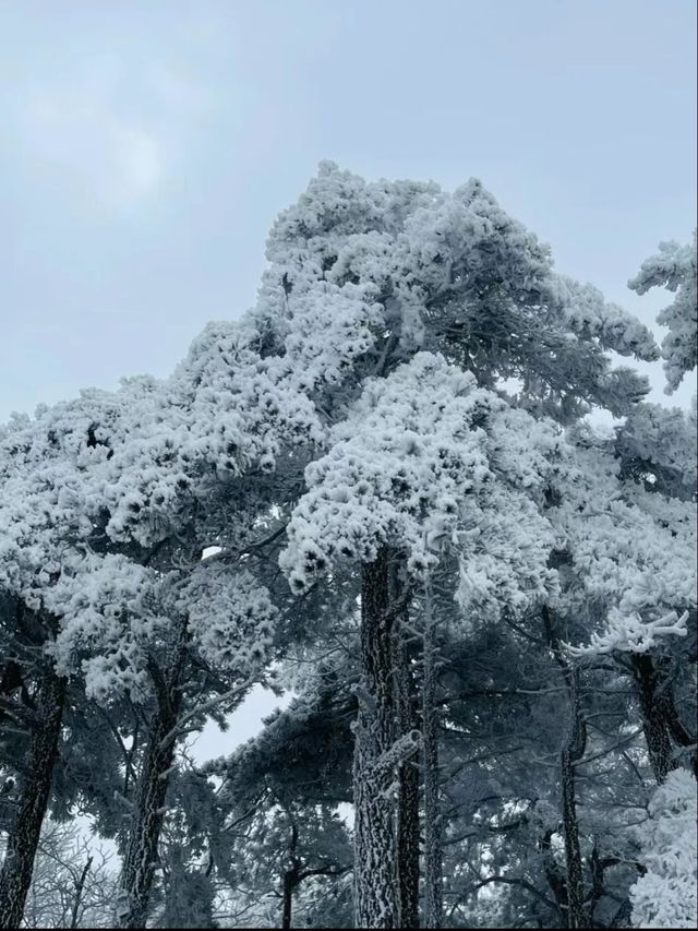 杭州冬天去龍王山看雪啦雪景霧凇真的太夢幻了
