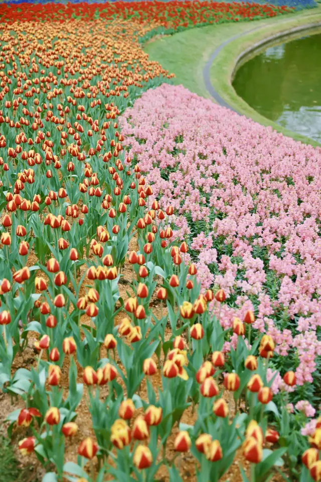 The annual tulip bloom at Yuntai Garden is here, hurry up and check it out