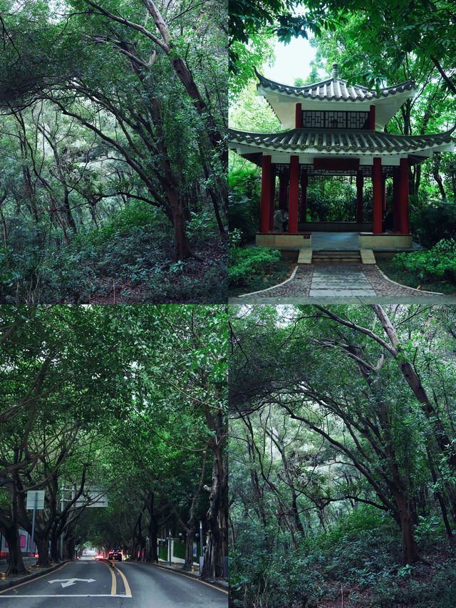 深圳筆架山公園！城市機位落日爬山攻略