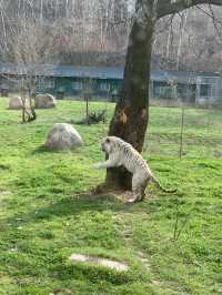 西安秦嶺野生動物園｜一日遊
