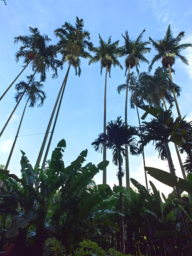 新加坡植物園