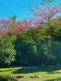 廣州樹木公園：地鐵直達的綠色秘境，探索原始森林之美
