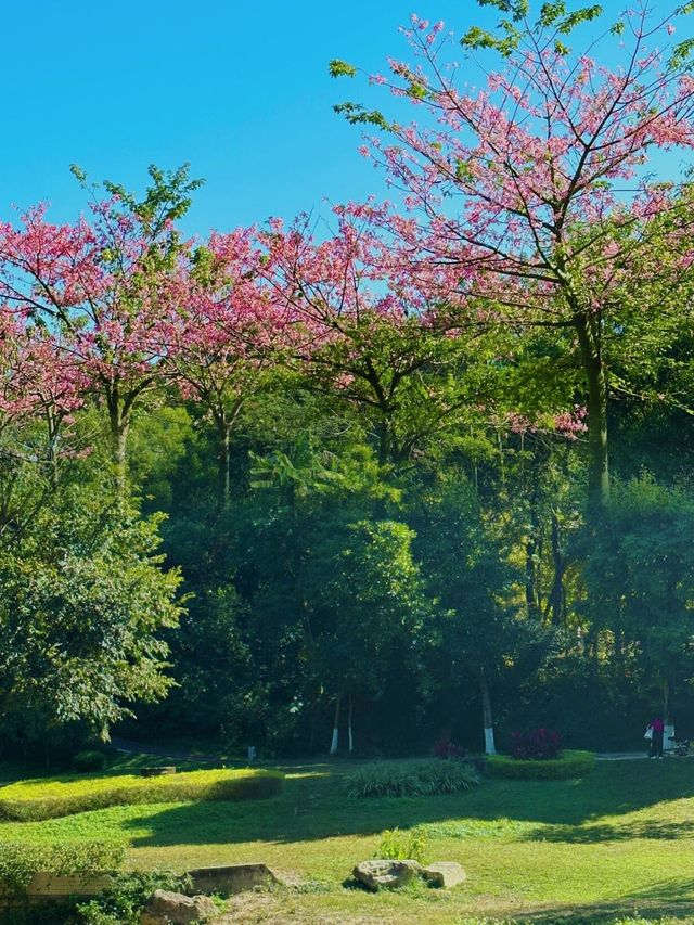 廣州樹木公園：地鐵直達的綠色秘境，探索原始森林之美