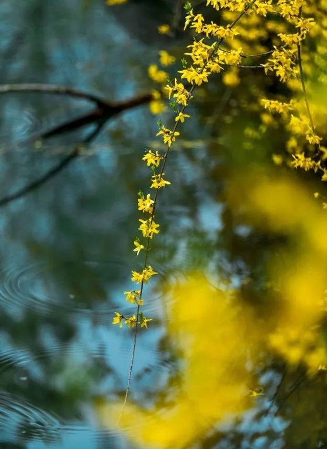 想要踏青賞花，就來藏馬山吧