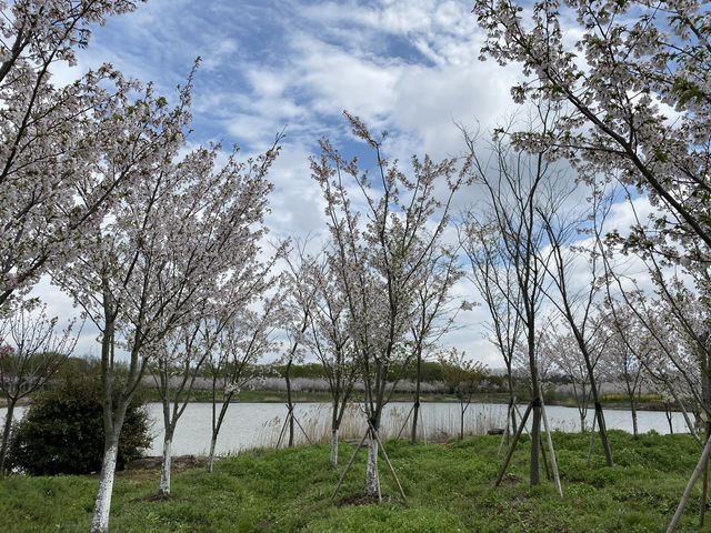 上海海灣國家森林公園四月櫻花季