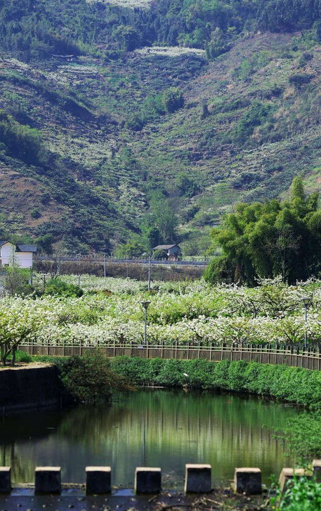 成都彭州熙玉村｜梨花開滿春天