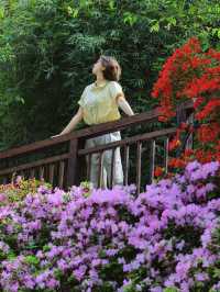 臨平公園五彩杜鵑花開，真的是太美啦吧